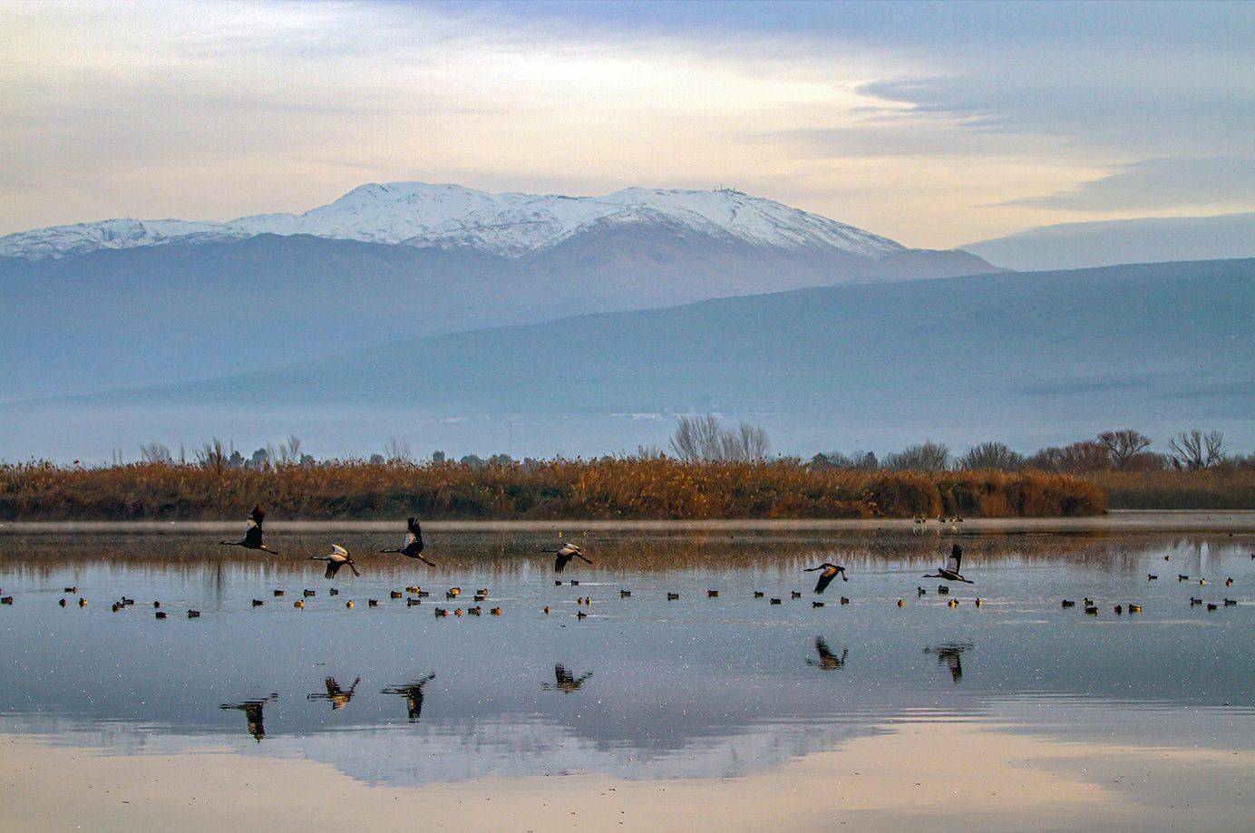 серый журавль,туман,заповедник хула,израиль, Валентина Булкина