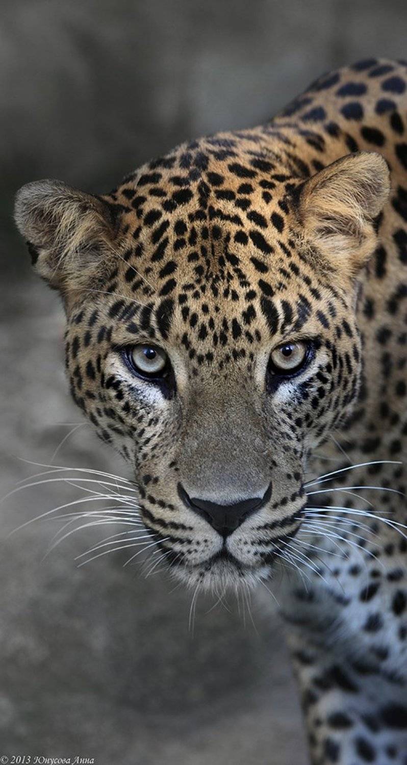 , teamS| Юнусова Анна