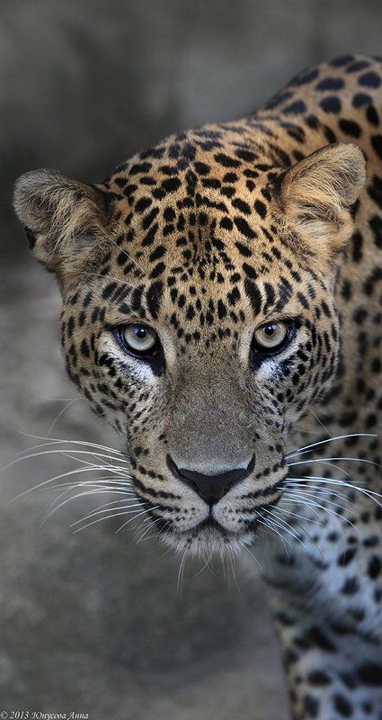 Смотреть в глаза.... фото превью