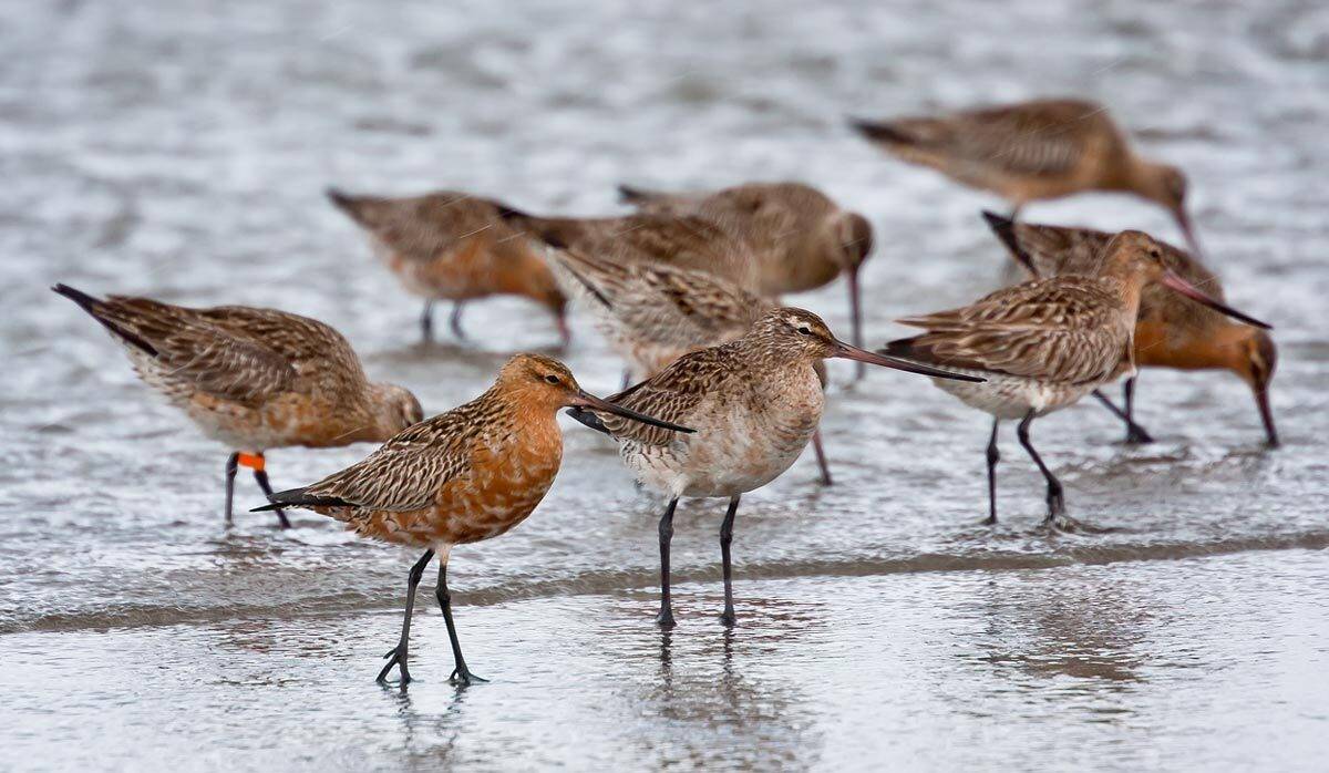 кулики, малые веретенники, птицы, Дмитрий Уткин
