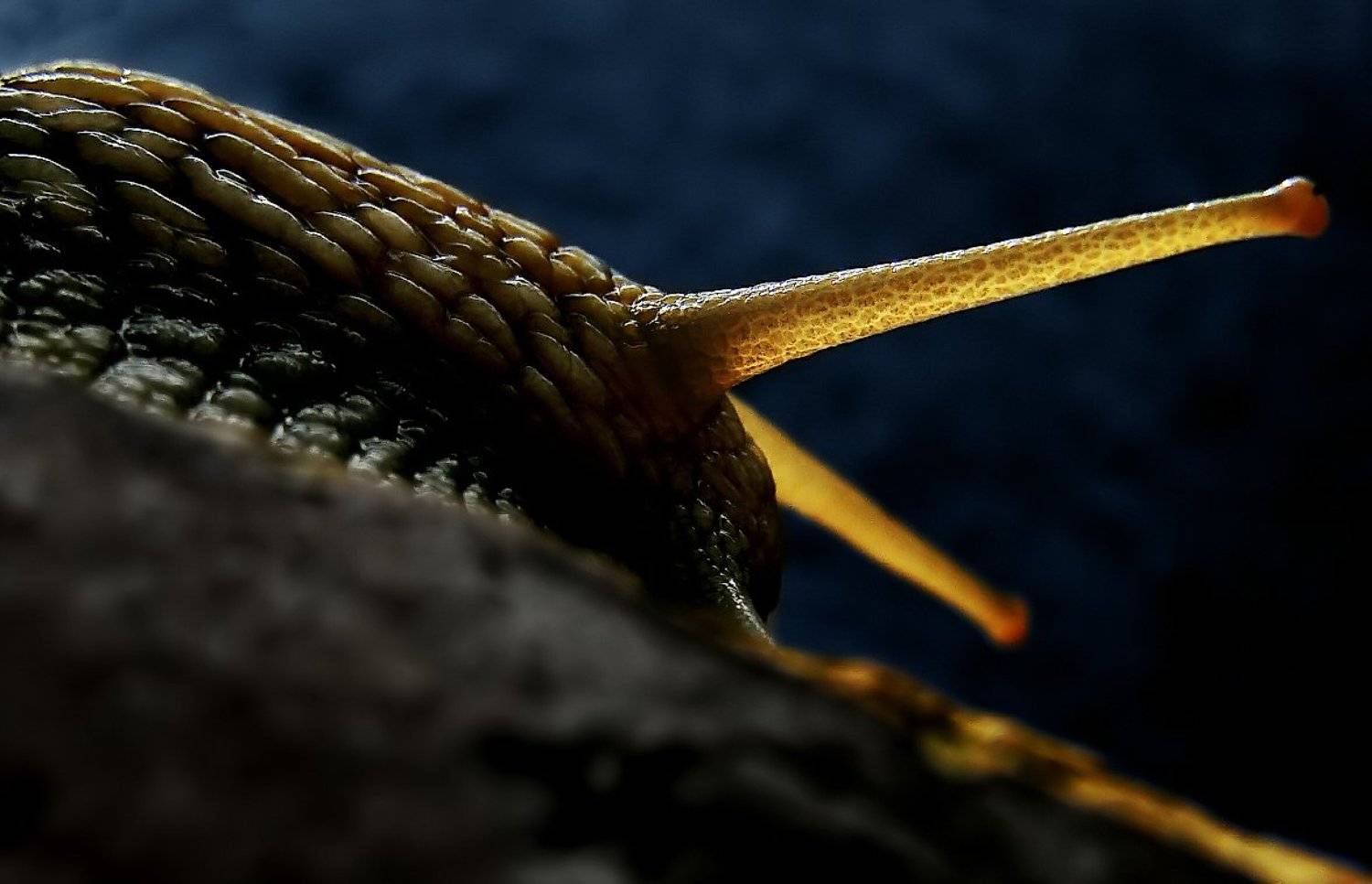 wake,macro,sony,snail,light, Эмеральд Ваке &copy;