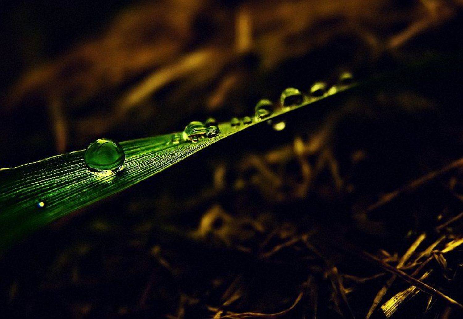 wake,macro,drop,sony,, Эмеральд Ваке &copy;