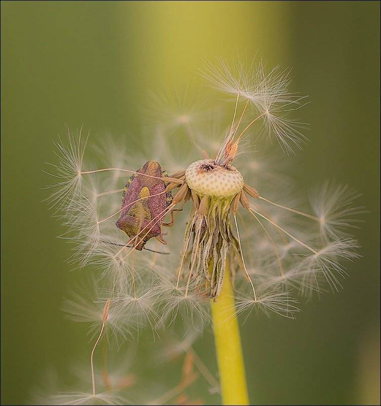 , Бурлов Андрей