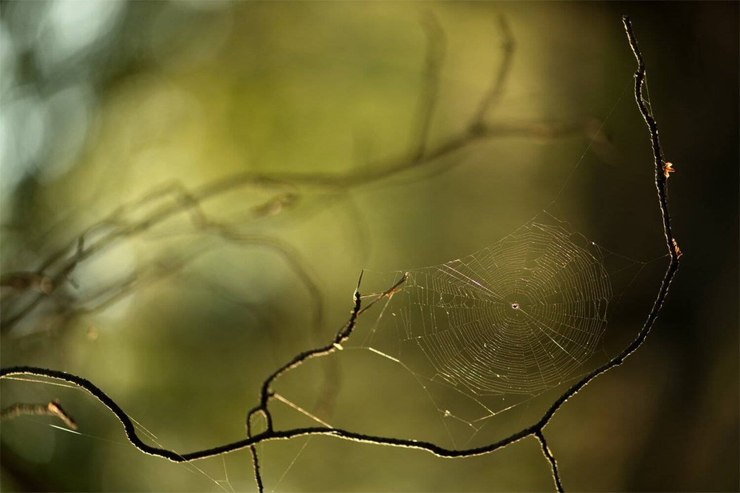 , Геннадий Мещеряков