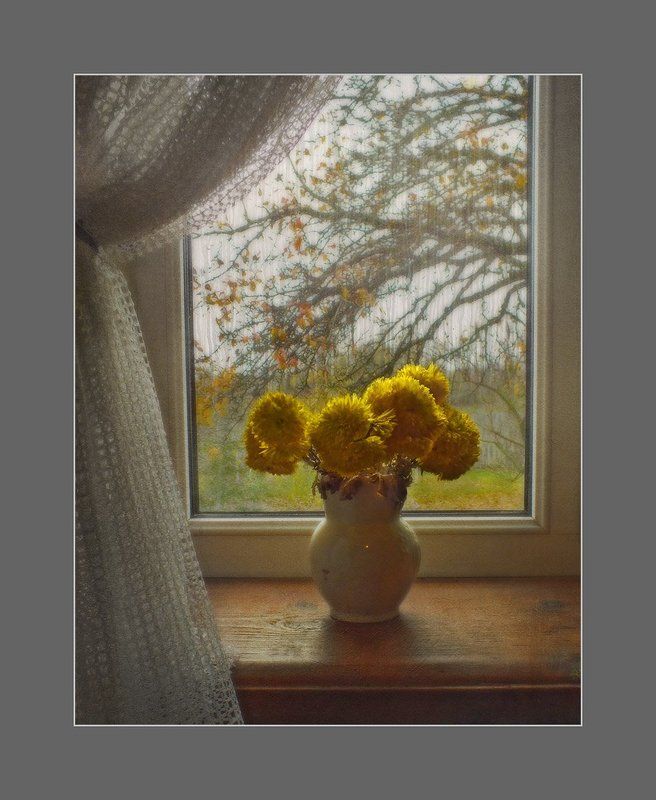 Последние хризантемы фото превью