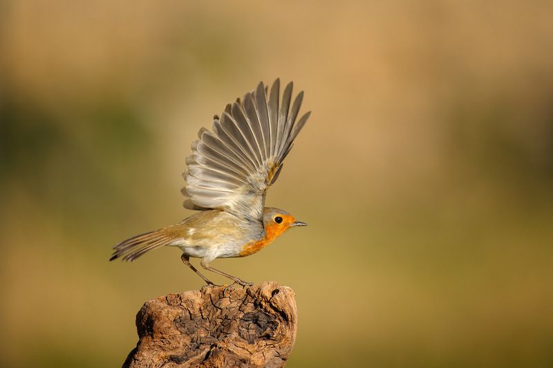 fly away фото превью