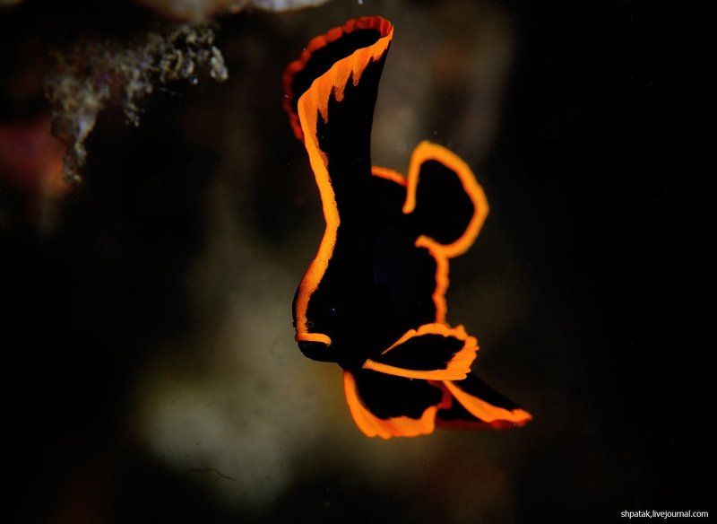 Лембех. Яркие узоры. фото превью