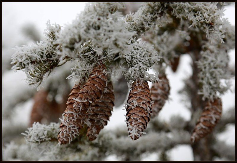 Шишки фото превью