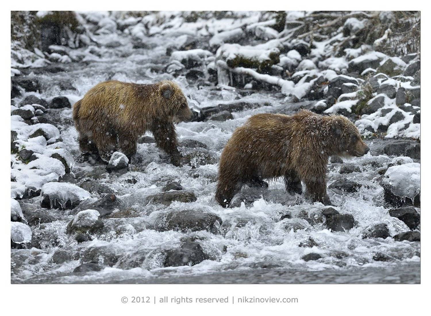 , Николай Зиновьев