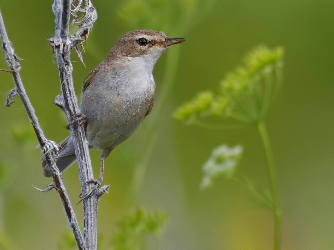 Бормотушка, Ляпустин Юра