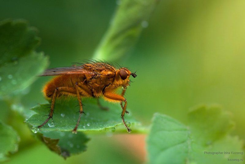 Рыжая :) фото превью