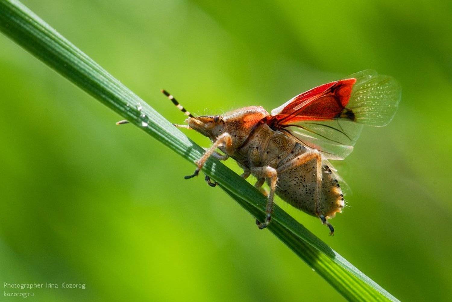 , Ирина Козорог