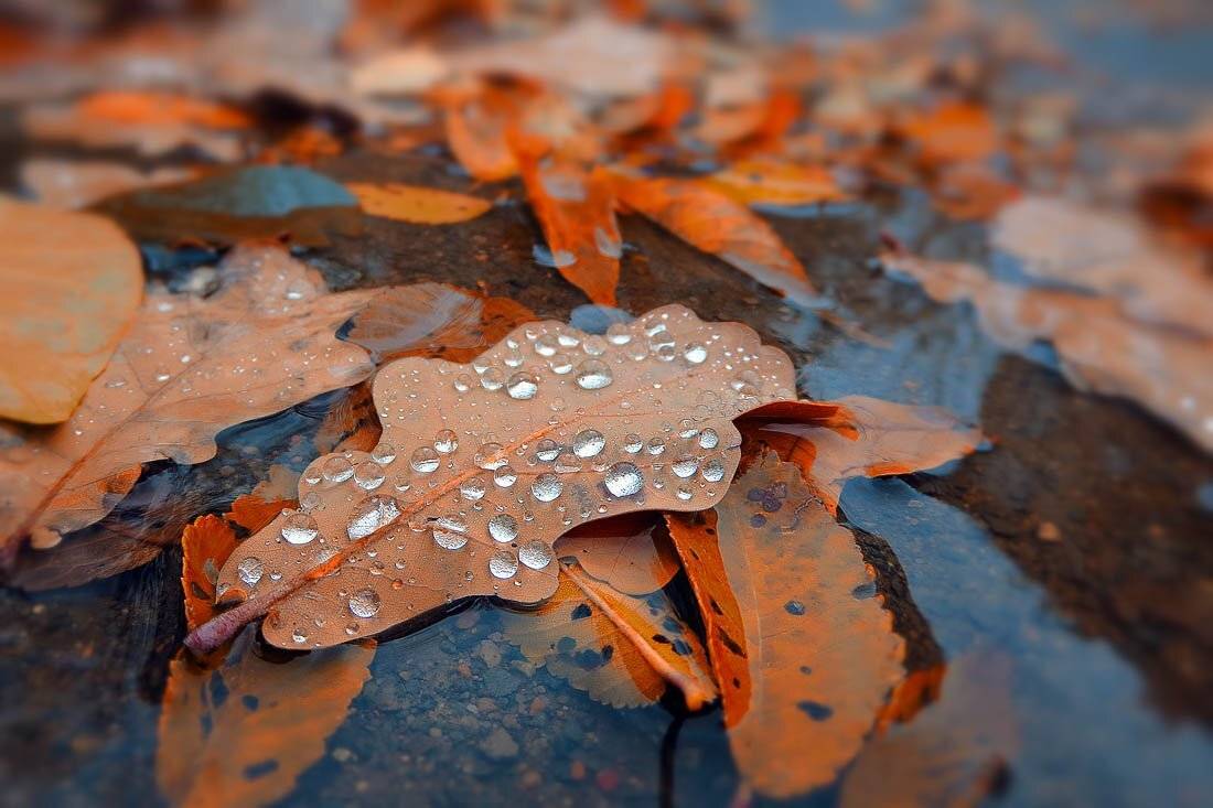 , Качурин Алексей