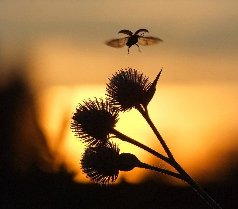 Там где прячется солнце. фото превью