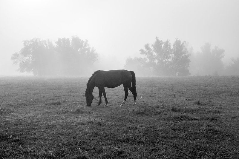L фото превью