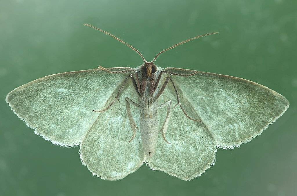 , Сергей Таланов