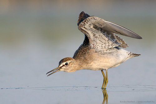 Wood Sandpiper
