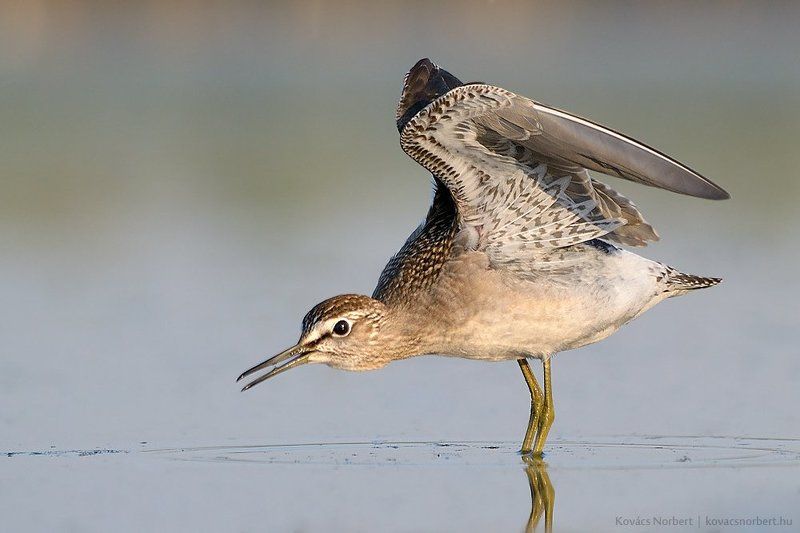 Wood Sandpiper фото превью