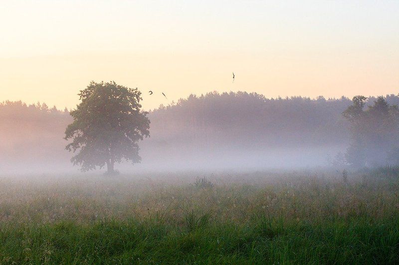 Good Morning фото превью