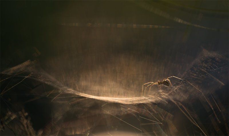 По гамаку... фото превью