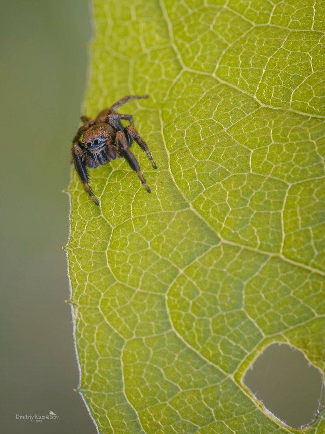 , Кузнецов Дмитрий