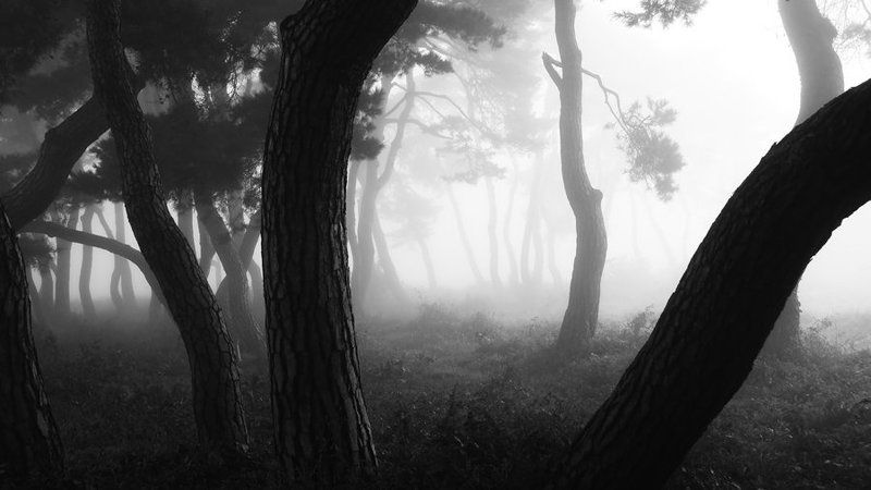 Morning Calm фото превью