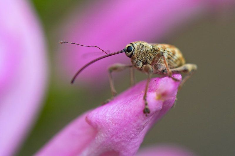 La vie en rose фото превью