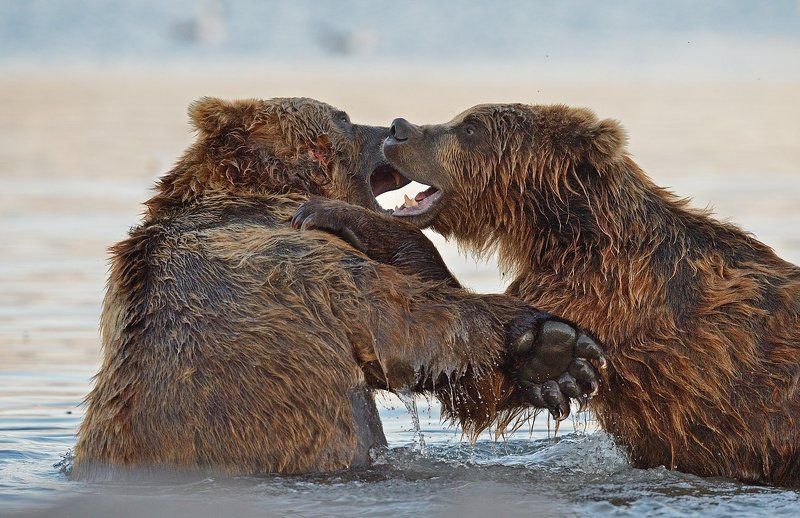 Битва титанов фото превью