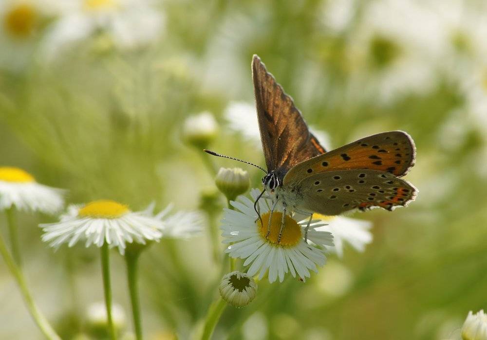, Чепленко Алексей