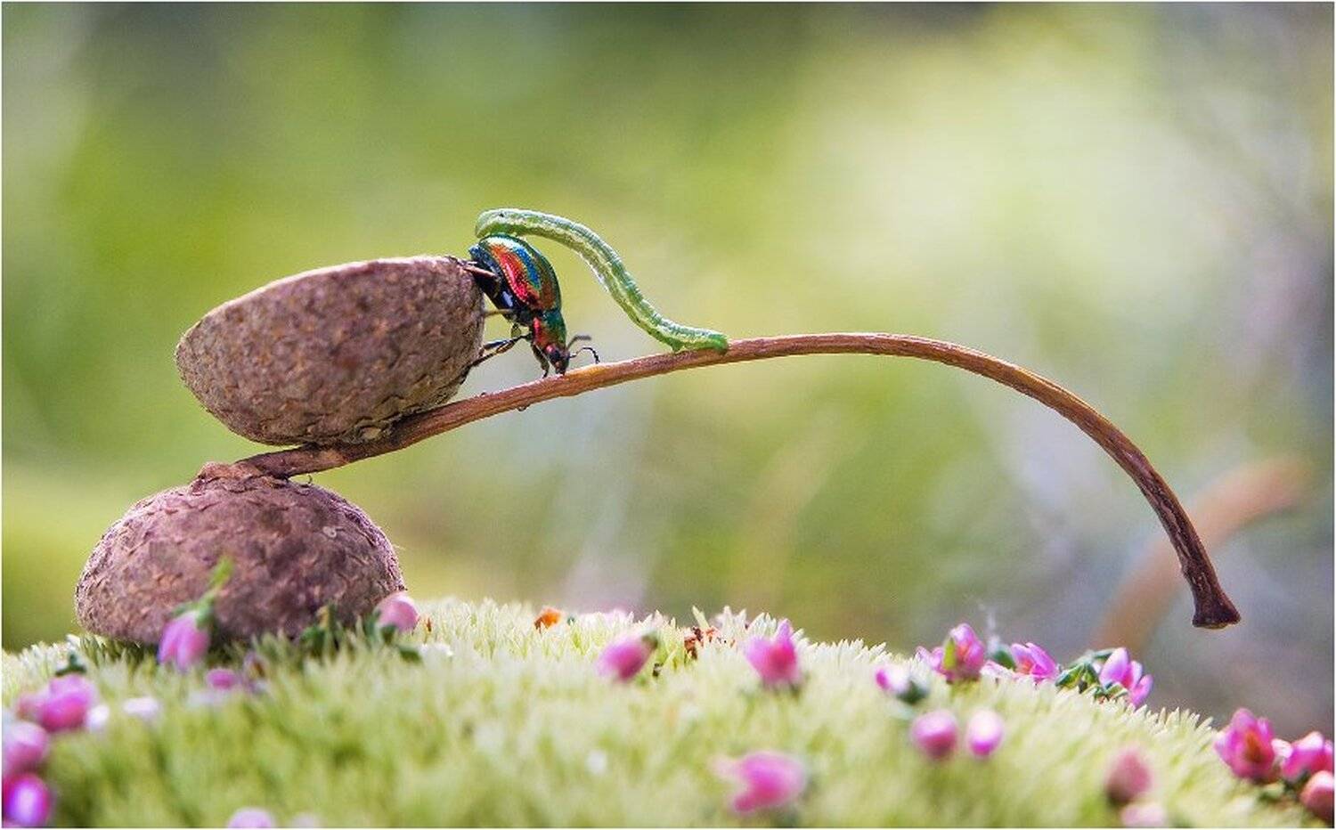 Коростышев, Макро, Макро мир, Макро фото, Александр Чорный