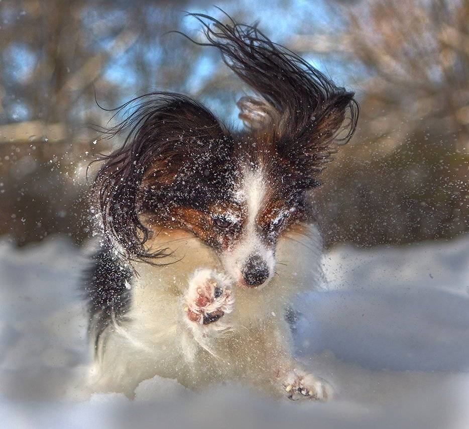 , игорь перфильев