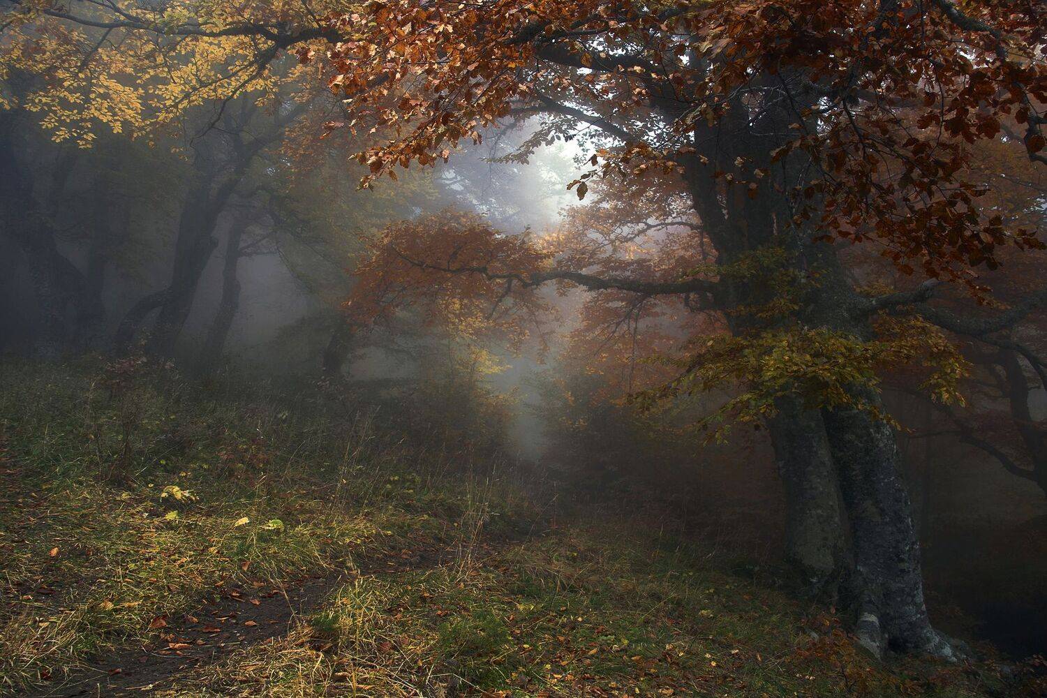 , Милокост Алексей