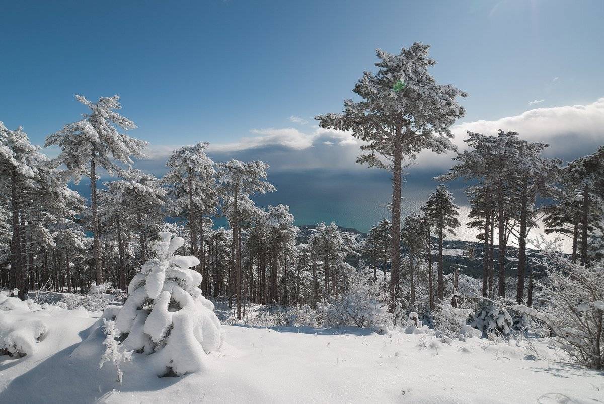 , Саша  Вайсберг / Waldschnepfe./