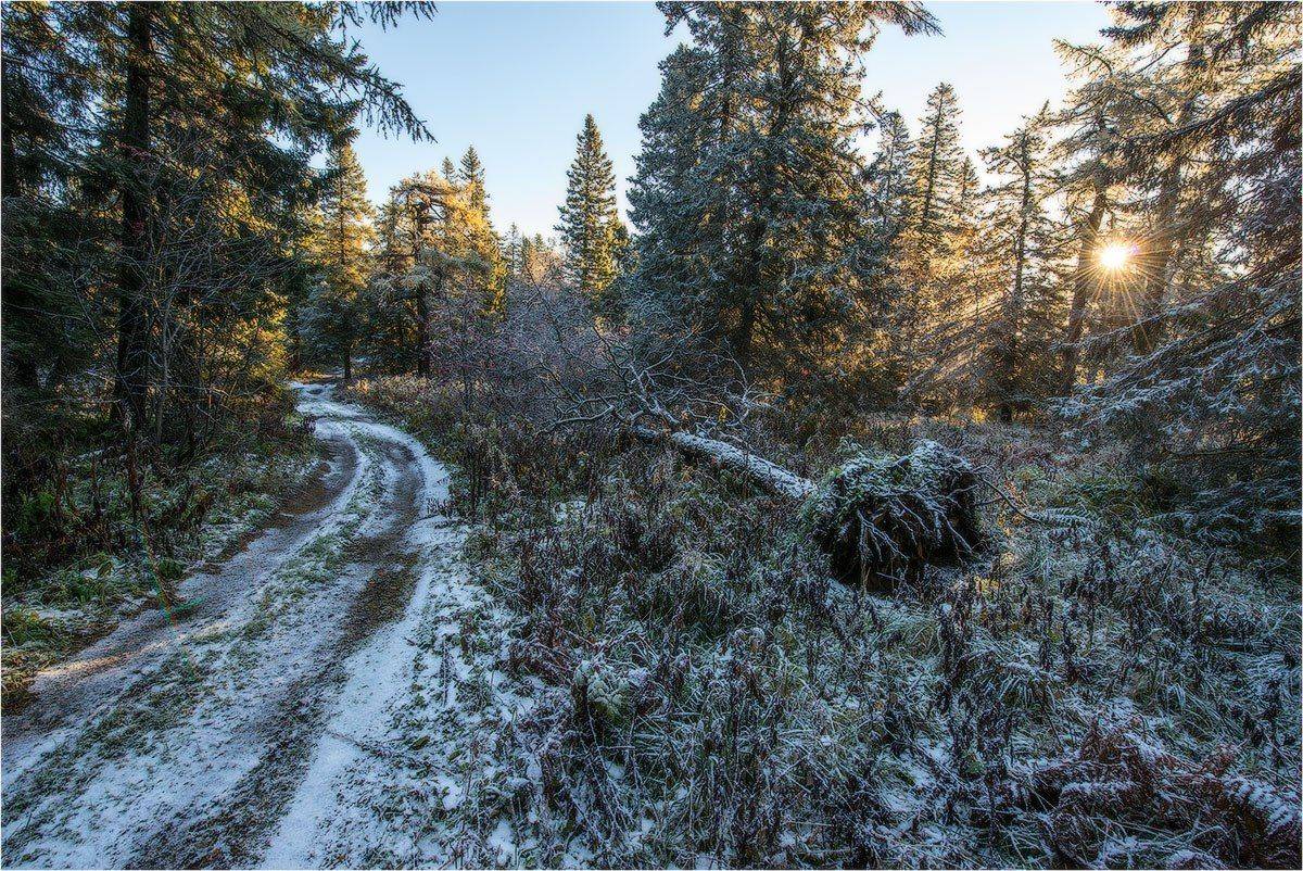 урал, лес, Кутыгин Эдуард
