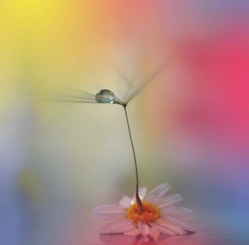 Blue, Dandelion, Drop, Drops, Macro, Water, Juliana Nan