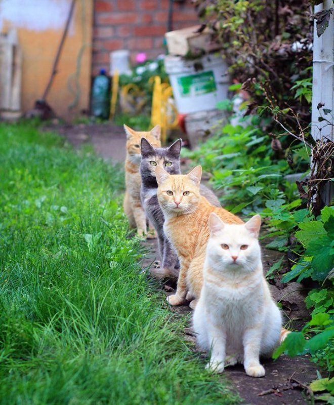 Квартет фото превью