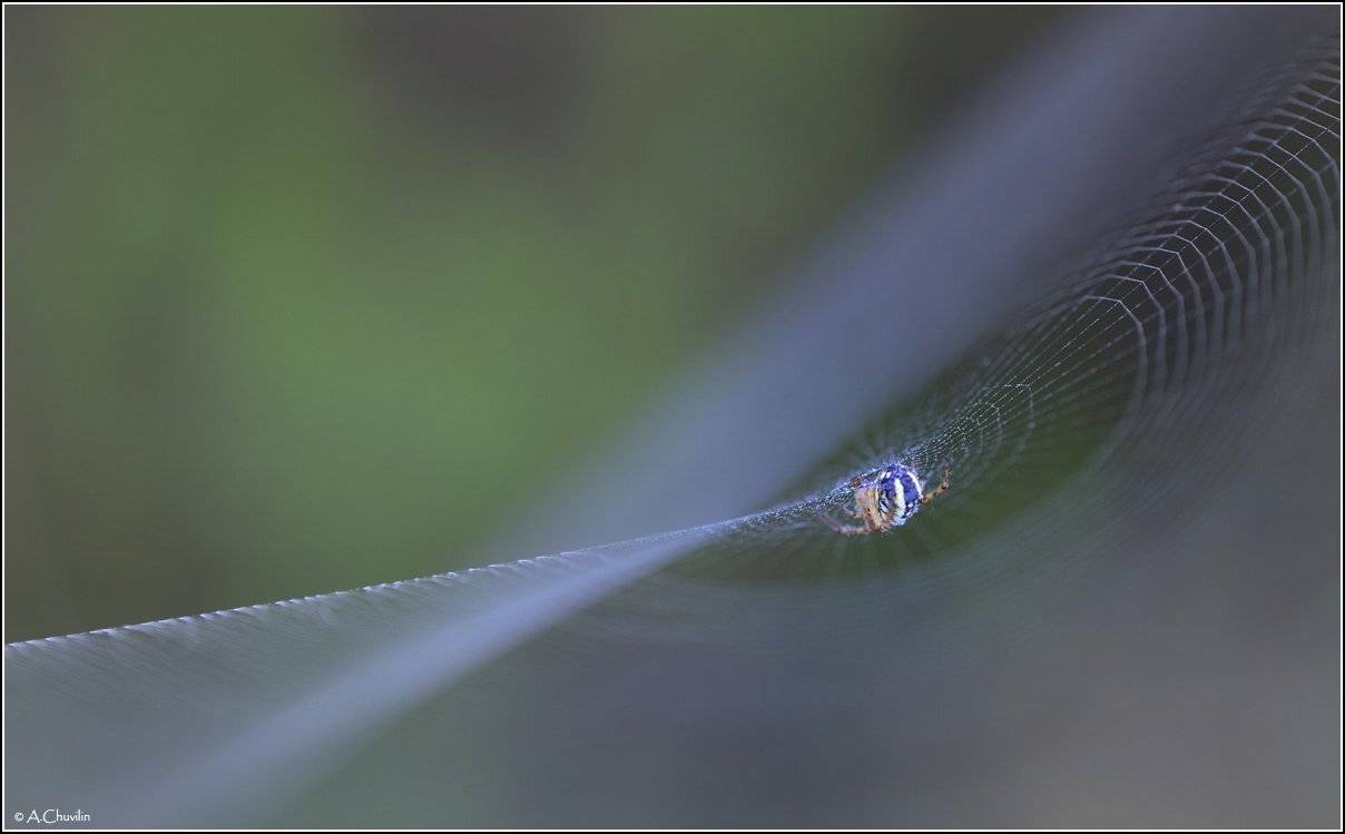 паук,паутина, Александр Чувилин