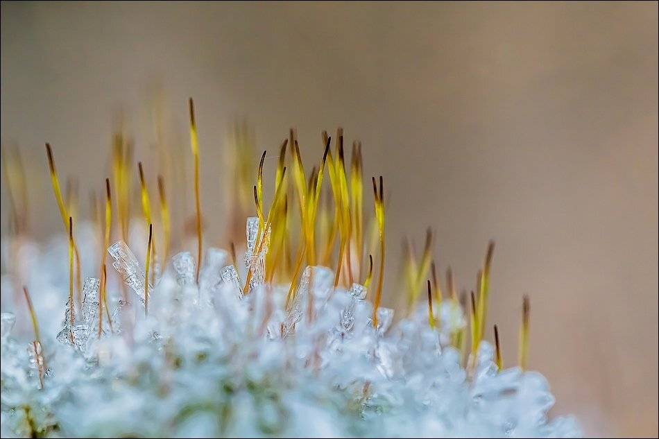 , Бурлов Андрей