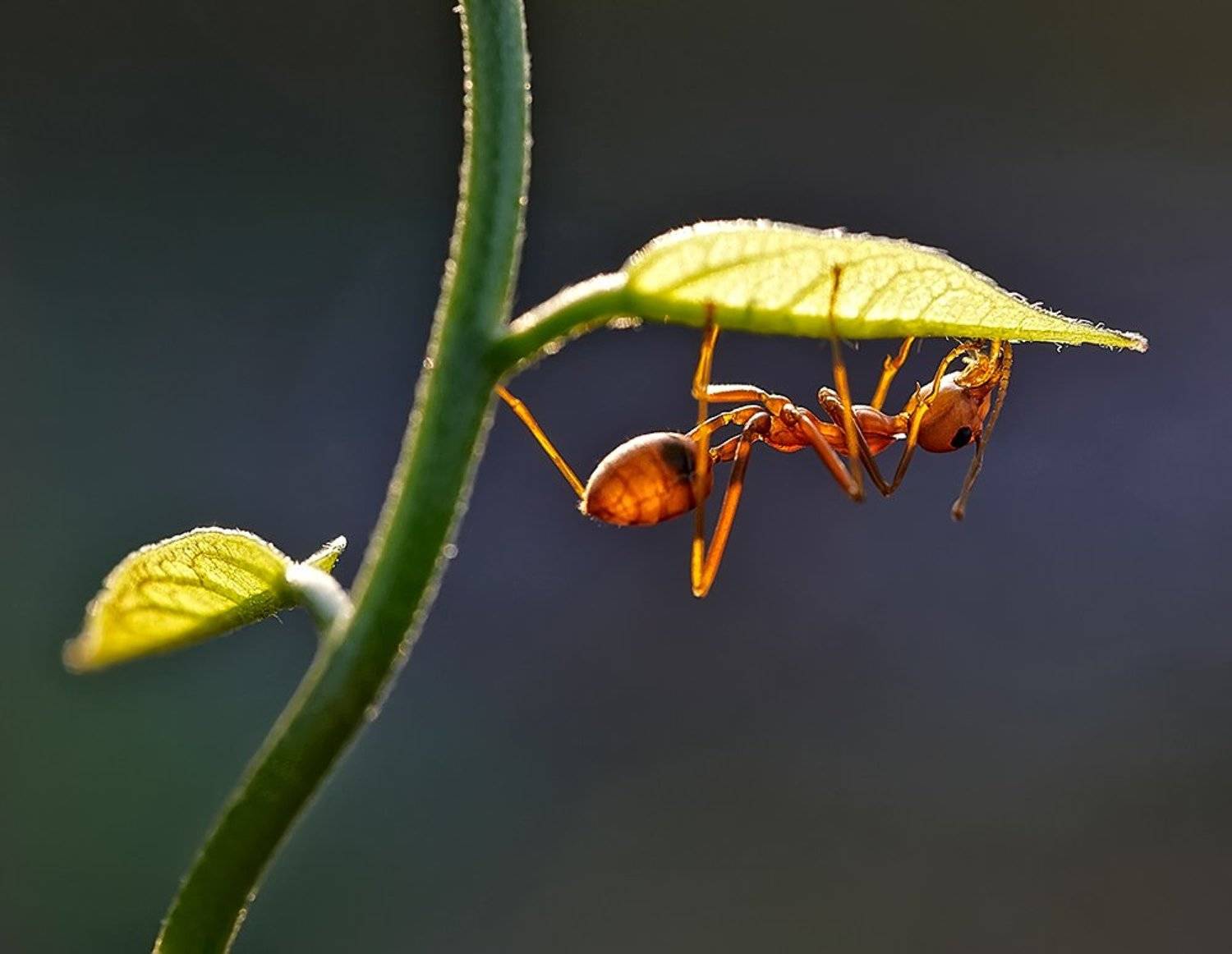 лаос, муравей ткач, Alexey Gnilenkov