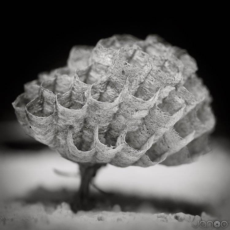 Black & white, Black and white, Bw, Close-up, Macro, Makro, Janusz Cedrowicz