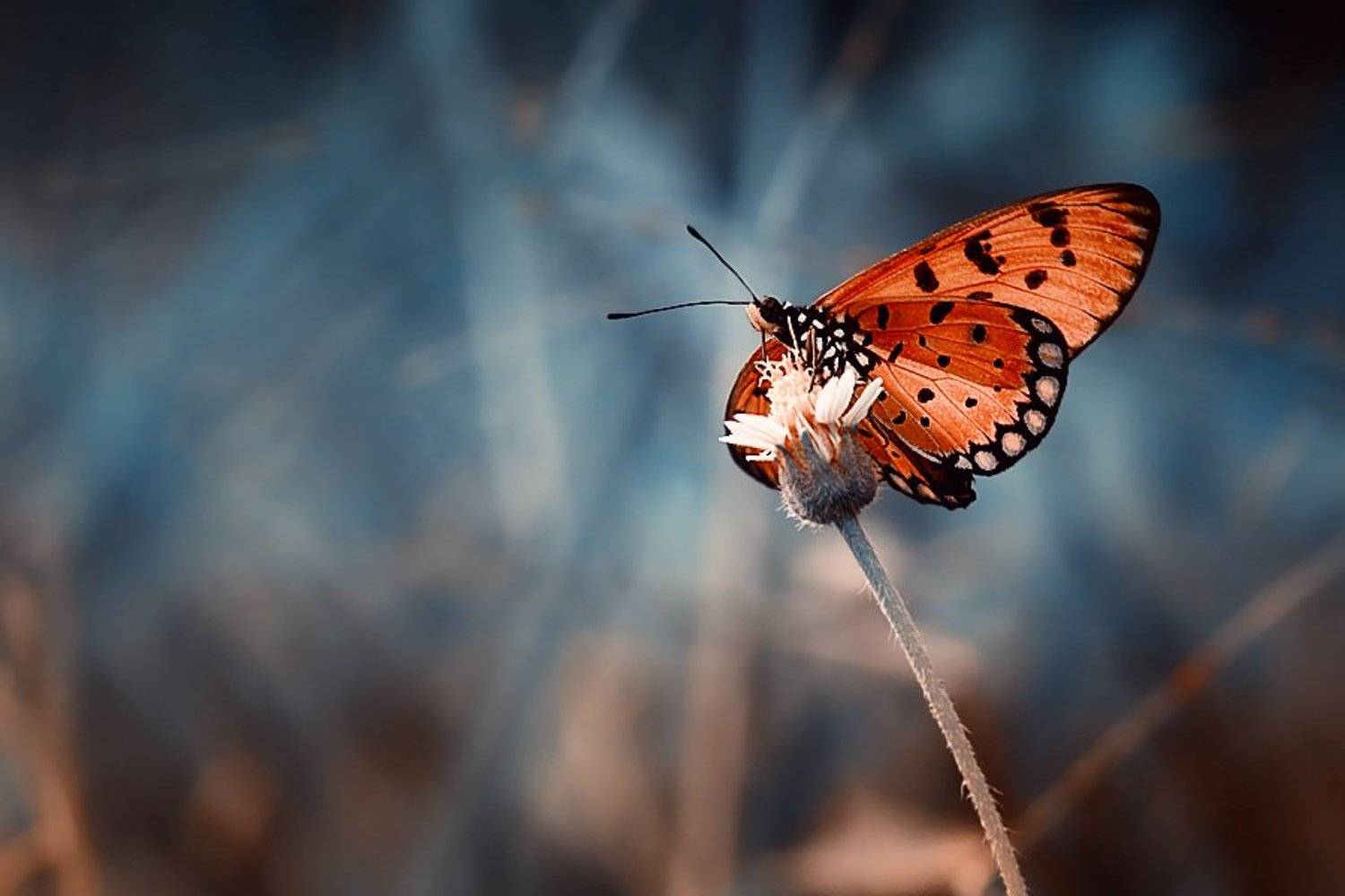 Butterfly, Macro, Mood, Angga Ra Putra