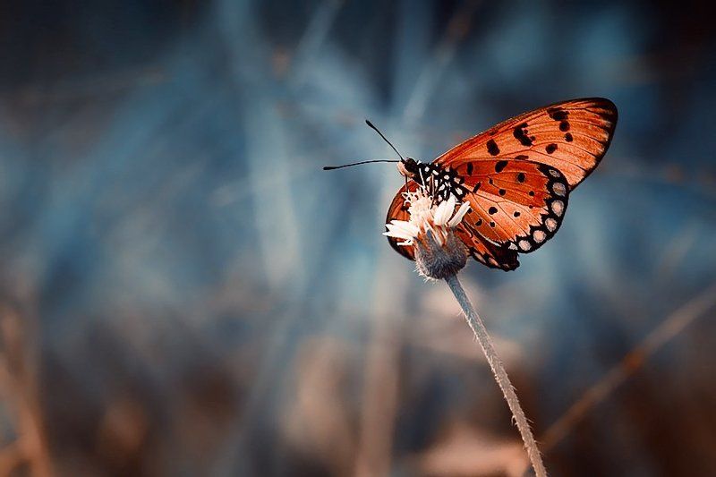Butterfly, Macro, Mood Morning in blue фото превью
