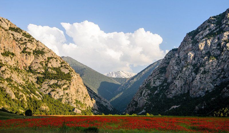 Лето, ах, лето фото превью