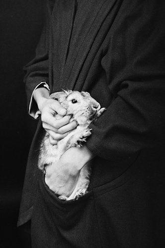 кроль лапушка