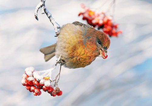 девочка на веточке