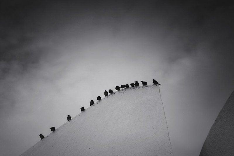 bird фото превью