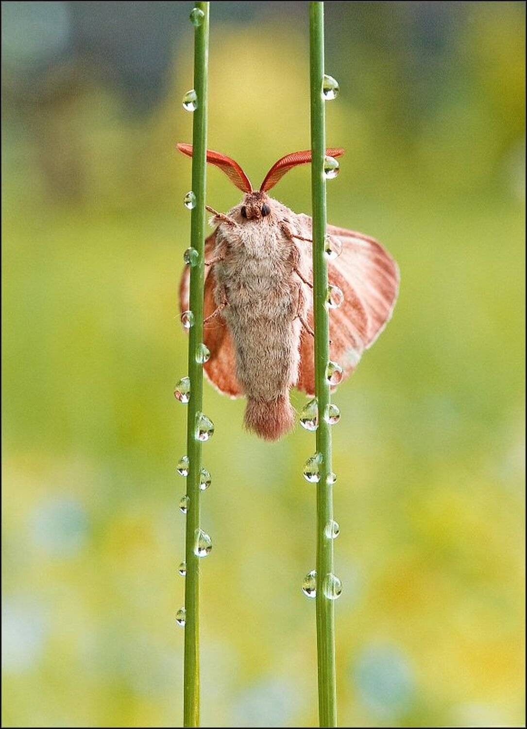 макро, Александр Чорный