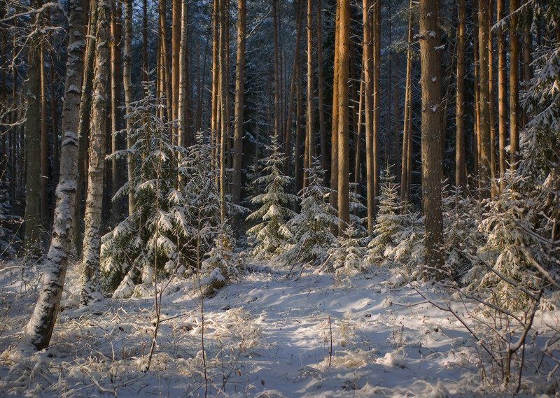 Зимняя сказка фото превью