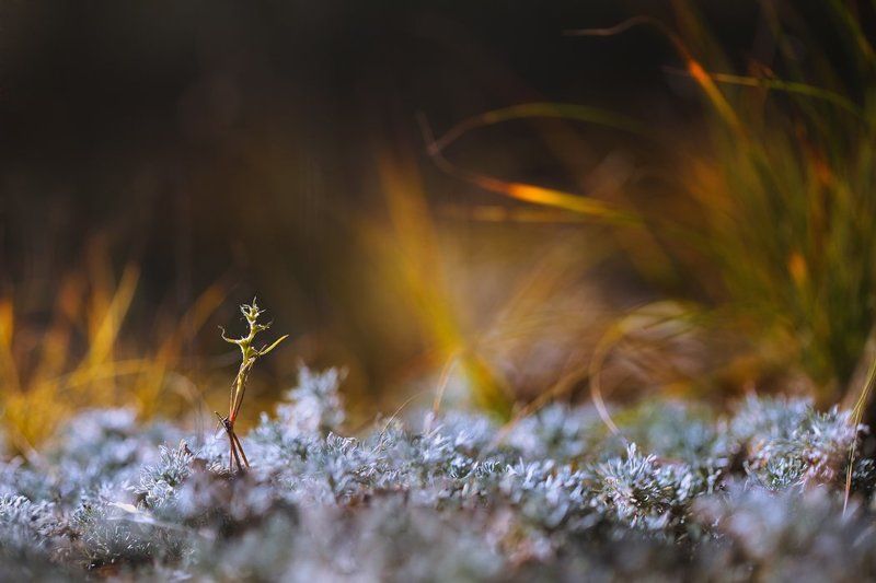 арина и валентин, трава, травинка В танце фото превью