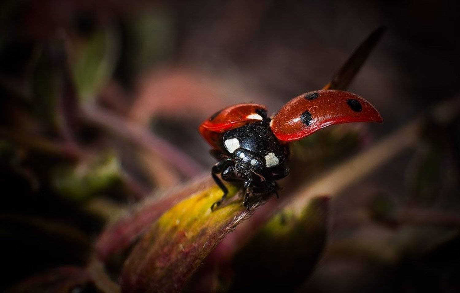 , Качурин Алексей
